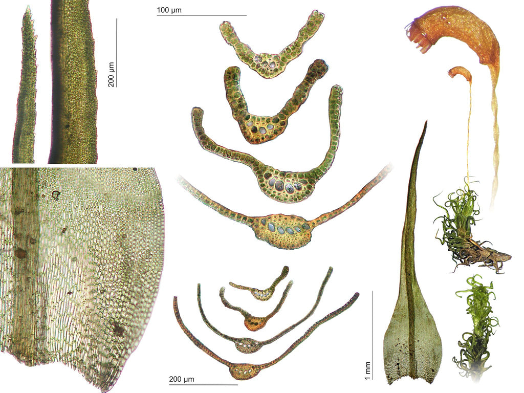 Mosses of Europe - A Photographic Flora